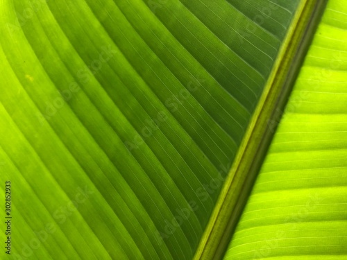 The green background comes from the pattern of banana leaves.