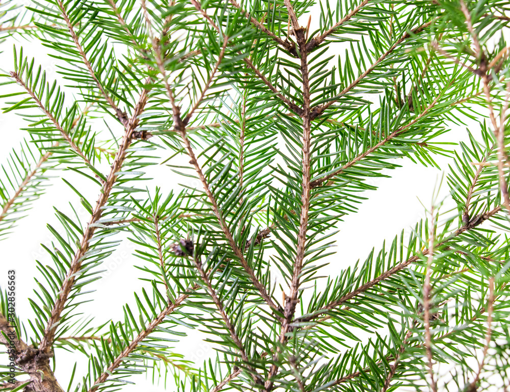 Fototapeta Green needles on a Christmas tree branch
