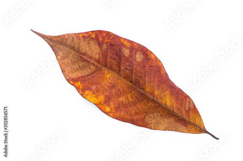 Yellow leaves isolated on white background, Rubber leaf isolated, dry autumn leaves