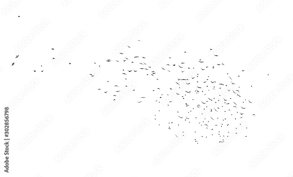 Flock of birds isolated on white background Flock of birds isolated on white background