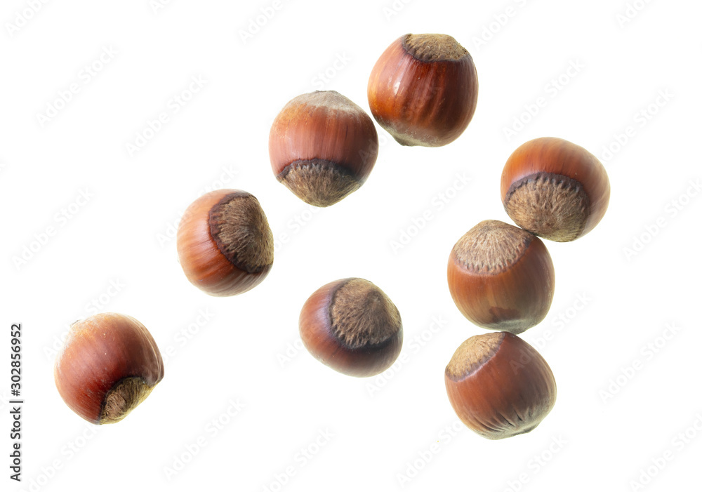Hazelnuts nuts isolated on a white background Hazelnuts nuts isolated on a white background