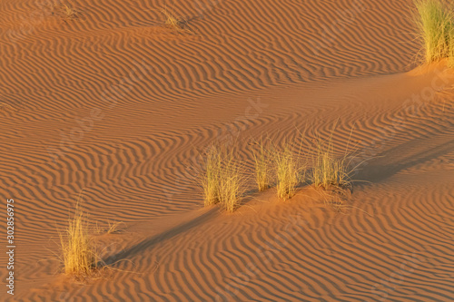 Vegetation in the Sahara desert. Morocco