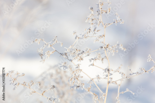 Frozen grass in the snow © schankz