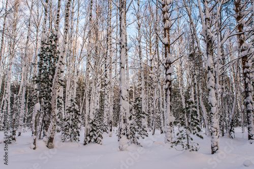 Winter forest with trees covered snow photo