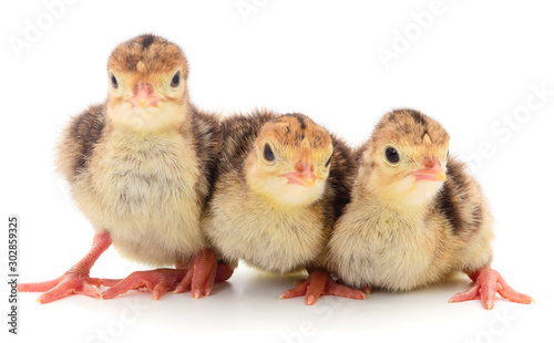 Three little turkey birds isolated. photo