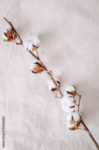 Cotton flower branch on white fabric surface. Textile, white fabric texture background. top view, copy space