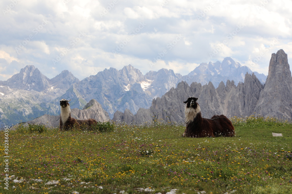 Fototapeta premium Lama Pärchen