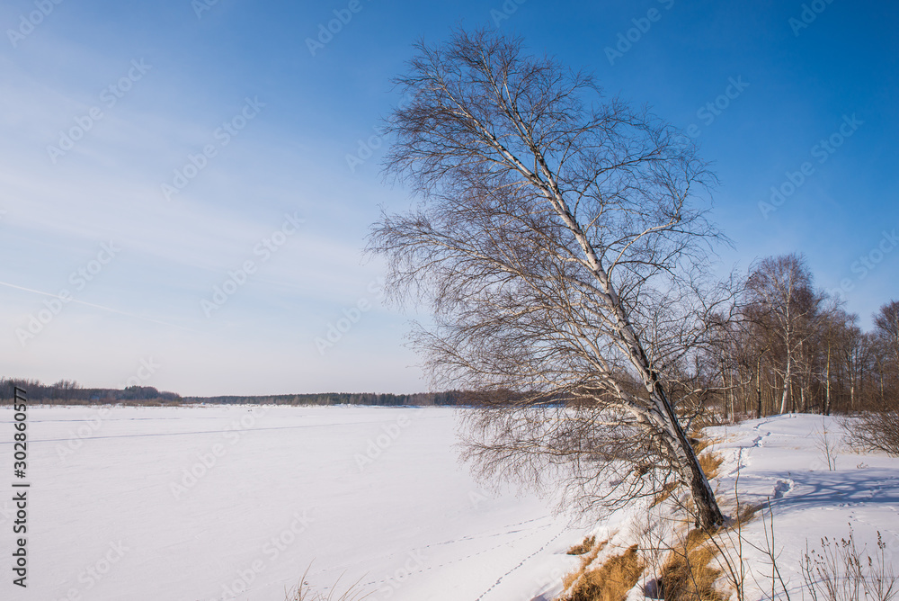 Sloping birch trees on a steep bank of the river. Winter landscape. Sloping birch trees on a steep bank of the river. Winter landscape.