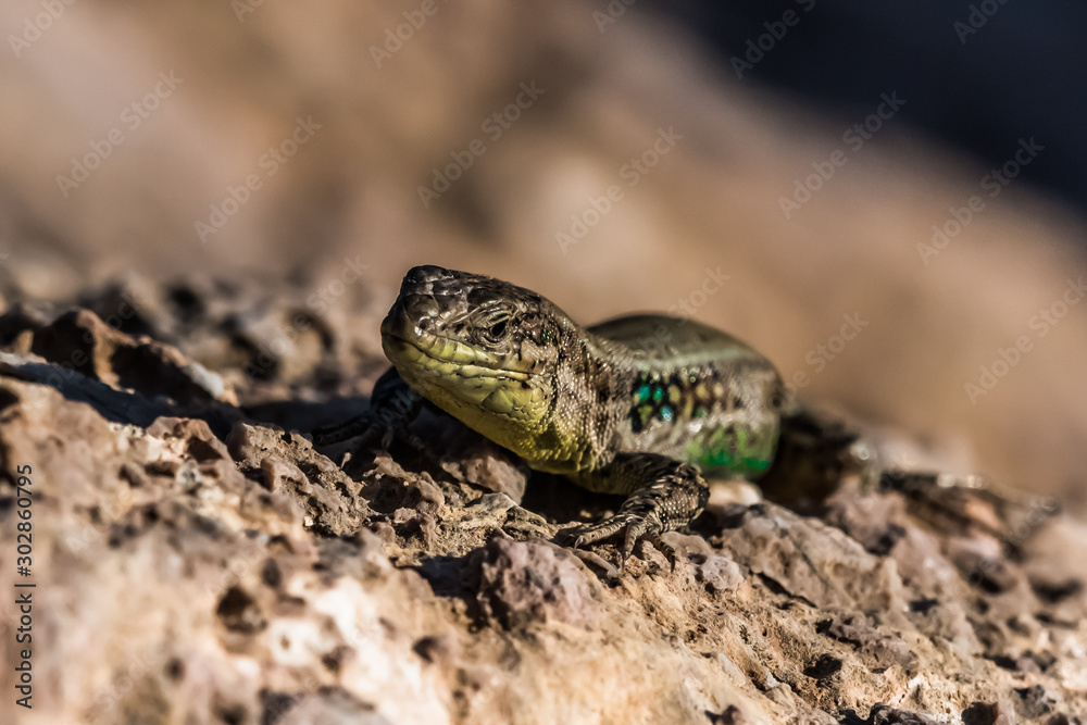 The head of a large green lizard The head of a large green lizard