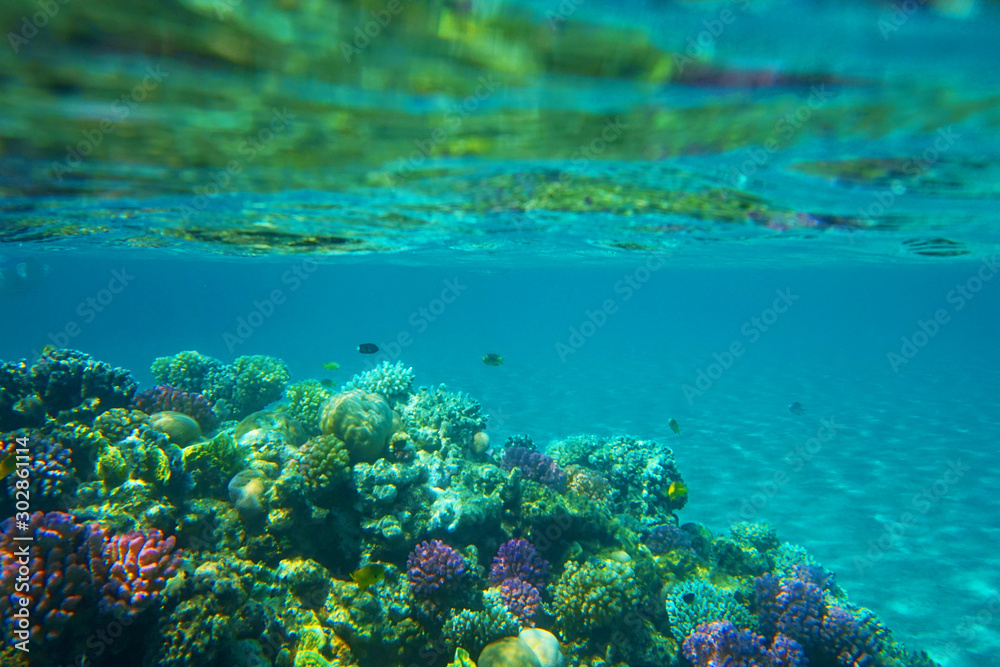 Fototapeta premium coral reef in Egypt