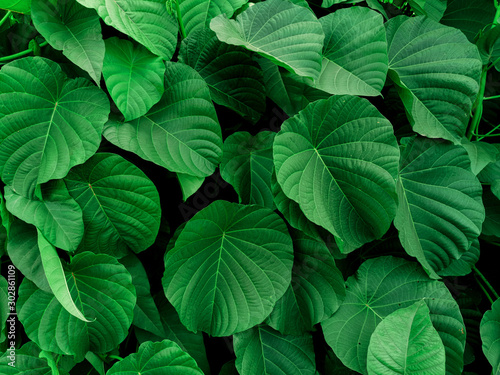 Nature view of green leaf for background and wallpaper in garden. Natural green plants landscape