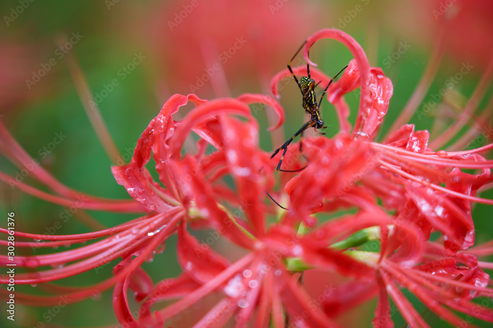 Red spider lily