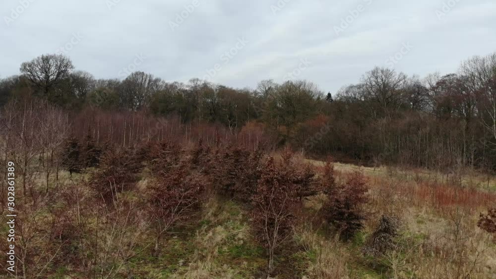 New WoodLand Planted Next To Mature Wood, Aerial Moving Right To Left New WoodLand Planted Next To Mature Wood, Aerial Moving Right To Left