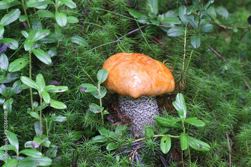 Leccinum versipelle, known as  the orange birch bolete, edible wild mushroom from Finland photo