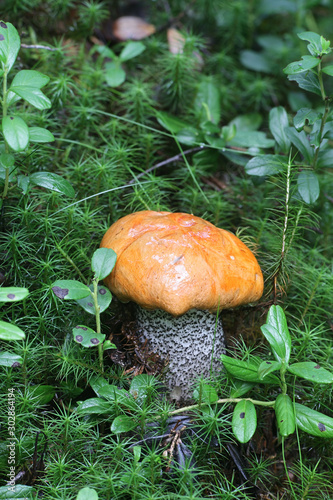 Leccinum versipelle, known as  the orange birch bolete, edible wild mushroom from Finland photo