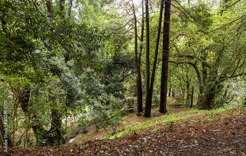 Rainy Autumn Day in Batumi Botanical Garden in Georgia