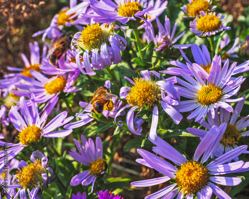 The last autumn flowers September  on the slopes of the hills of Primorye. Ageratum or dolgovato