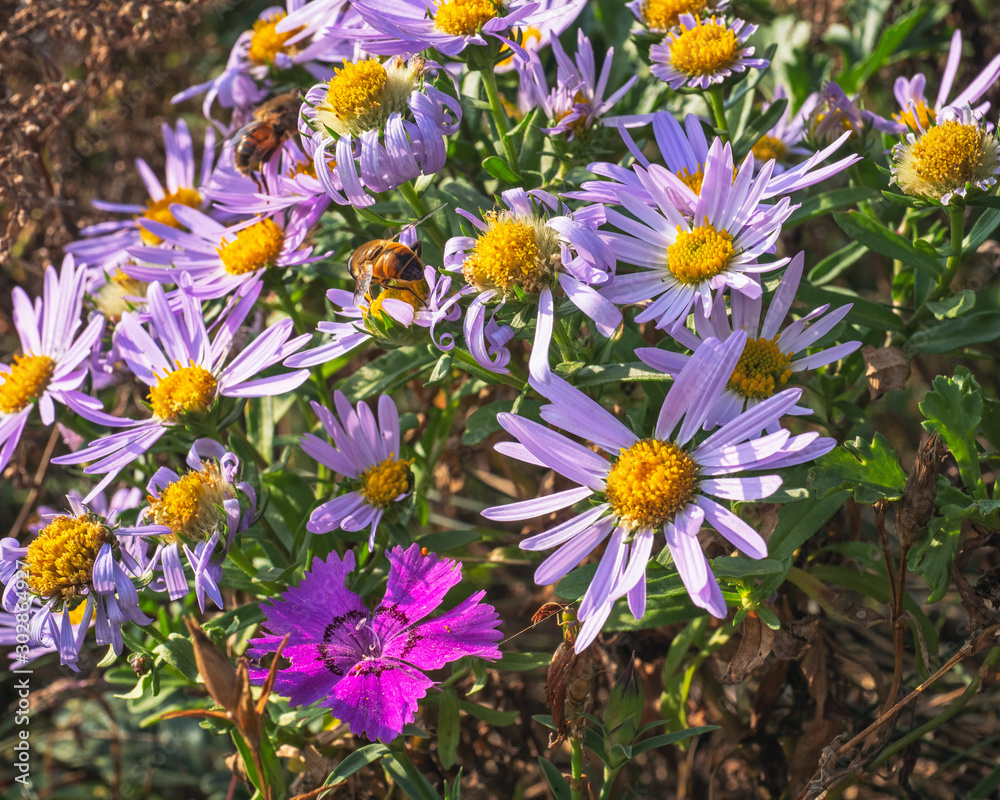 Autumn flowers on the slopes of the hills of Primorye. Ageratum and pink carnation among the grass Autumn flowers on the slopes of the hills of Primorye. Ageratum and pink carnation among the grass