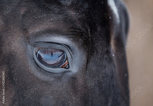 Horses eyes