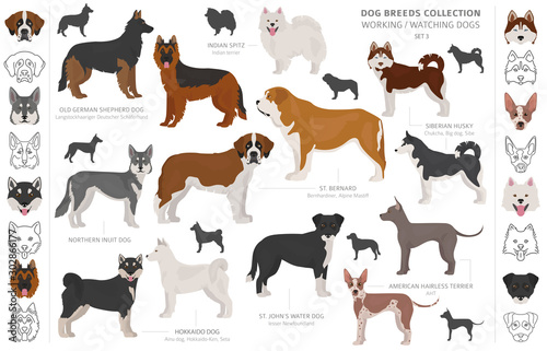 Working, service and watching dogs collection isolated on white. Flat style. Different color and country of origin