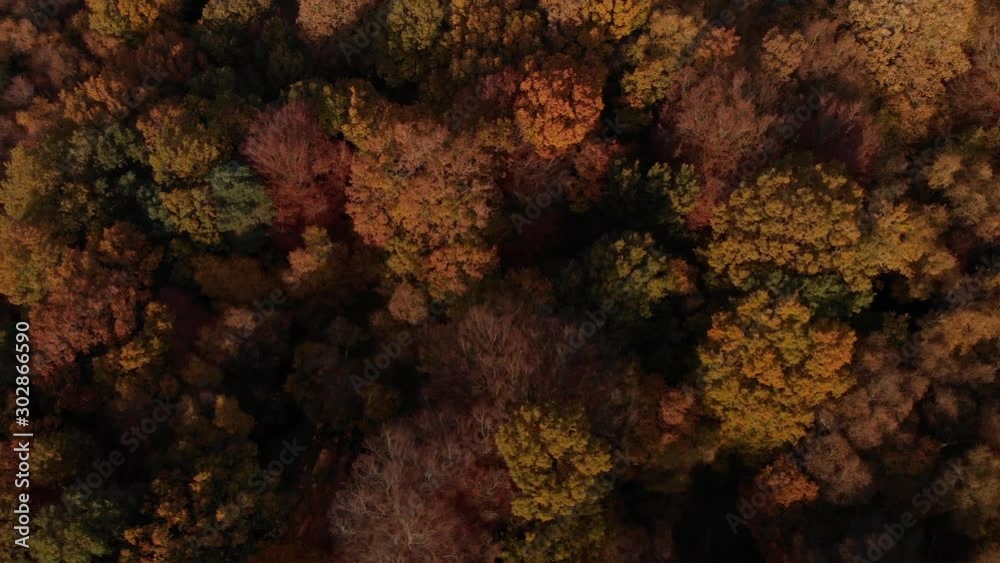 Birds Eye View Of Autumn Forest Canopy, England Flying Left To Right Birds Eye View Of Autumn Forest Canopy, England Flying Left To Right