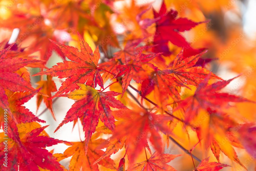 紅葉 もみじ 秋イメージ 紅葉 もみじ 秋イメージ
