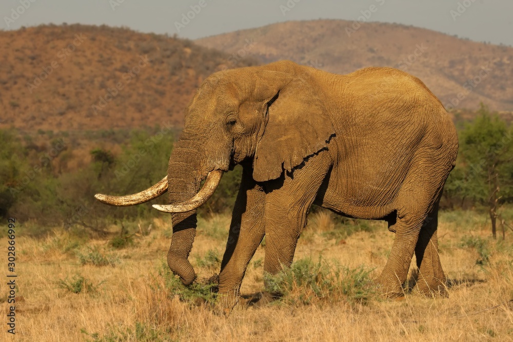Fototapeta premium Big and old Elephant male (Loxodonta africana) in Pilanesberg National Park (game reserve) going on the savanna with grass and green background.