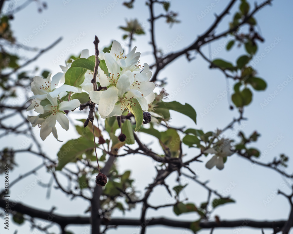 The branches of Apple trees with flowers and berries that blossomed in the autumn The branches of Apple trees with flowers and berries that blossomed in the autumn