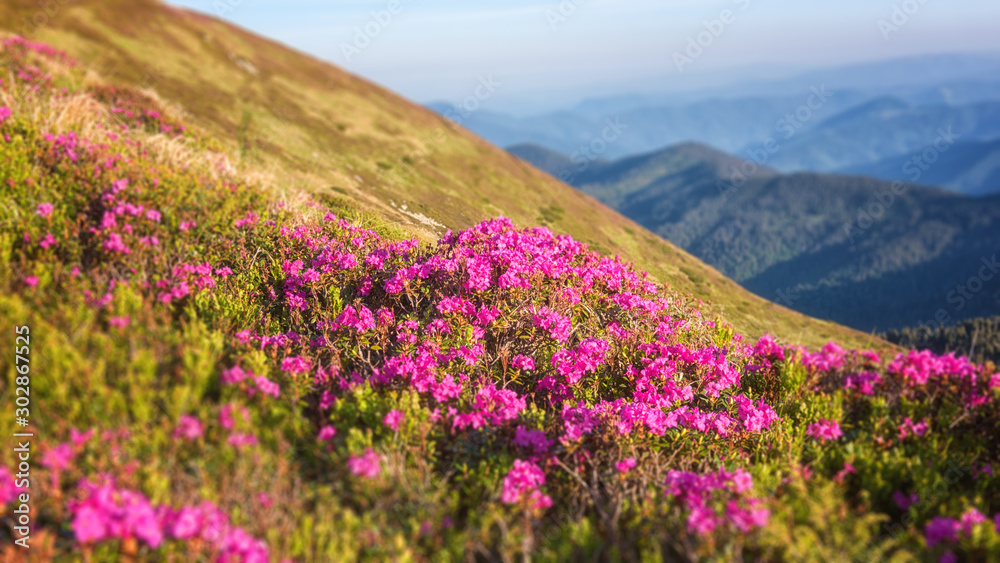Blossoming pink rhododendron flowers on the high mountain slope. Flowering Carpathians, summer mountains landscape, scenic outdoor travel background, tilt-shift effect
