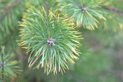 Pine branch with sharp pine needles on background of other pine branches as Christmas background for New Year card with illusion of smell of pine