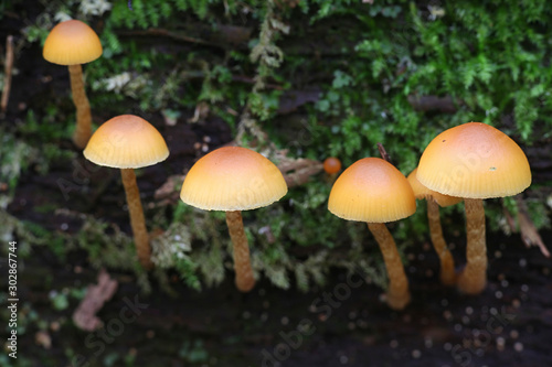 Galerina marginata, known as the Funeral Bell mushroom or deadly Galerina, a deadly poisonous mushroom from Finalnd