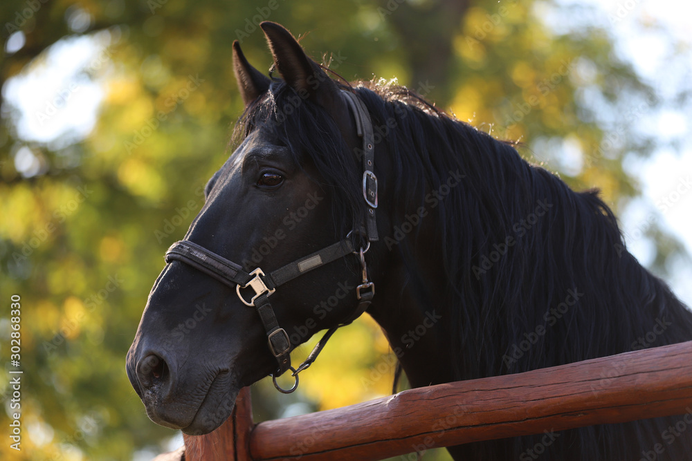 Obraz premium Young stallion looking over the corral fence