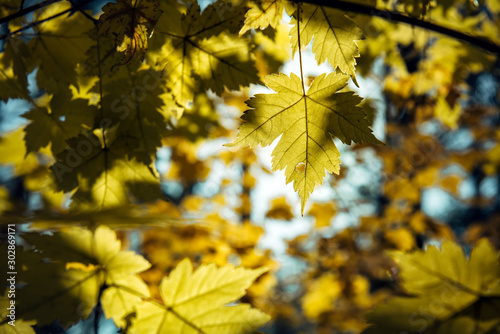 Yellow maple leaves against blurred sky on a sunny autumn day. Maple branches, close-up. Natural backgrounds, space for text.