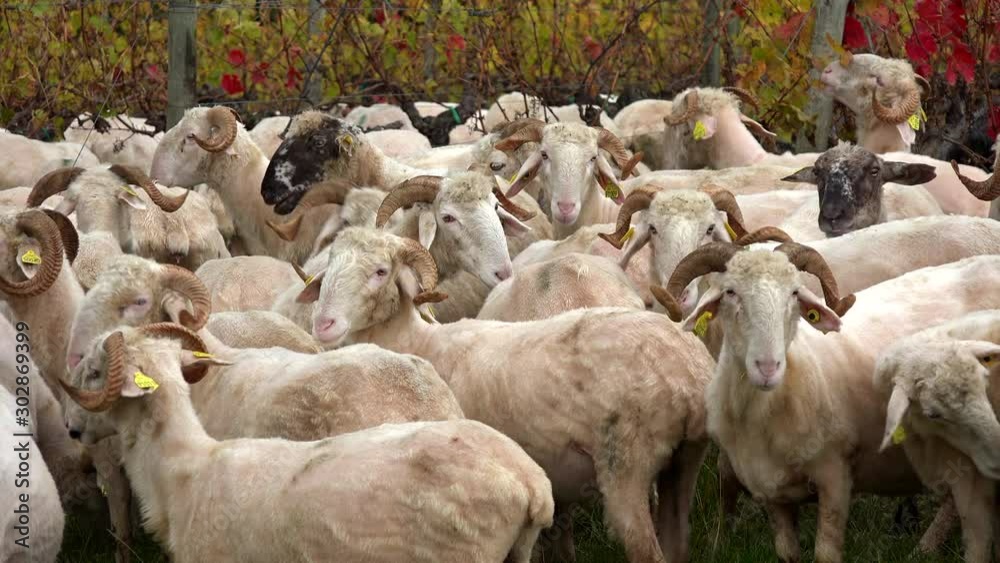 Sustainable development, Flock of sheep grazing grass in Bordeaux Vineyard