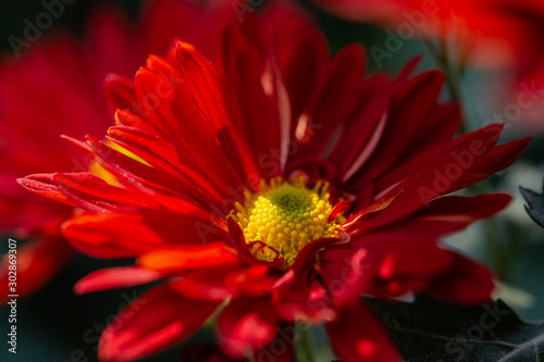 Red chrysanthemums in the garden macro photography