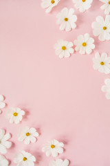A beautiful white chamomile, daisy flowers on pale pink background.  Holiday, wedding, birthday, anniversary concept.  Flat lay, top view copy space. Minimal concept.