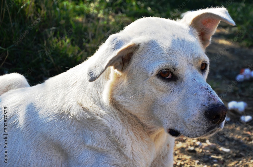 homeless sad white dog near the road. stray animal on the street homeless sad white dog near the road. stray animal on the street