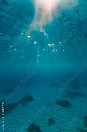 Fotografia, Obraz The fascinating underwater world on the island of Bonaire, Caribbean