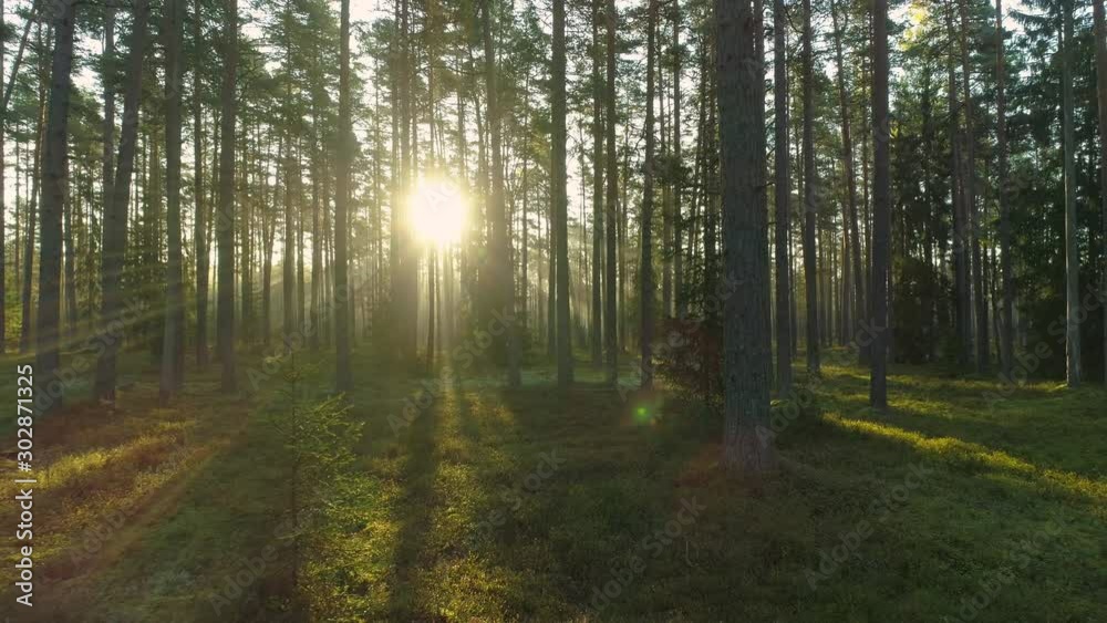 Forest at sunrise light rays on misty morning dolly shot moving backwards Forest at sunrise light rays on misty morning dolly shot moving backwards