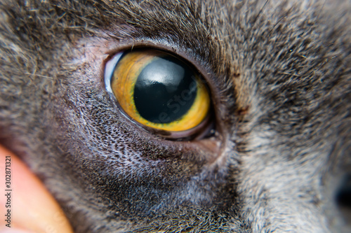 british shorthair cat breed prepared for entropion surgery