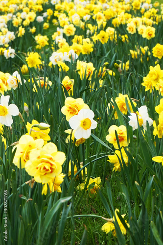 spring narcissus flowers in the green grass