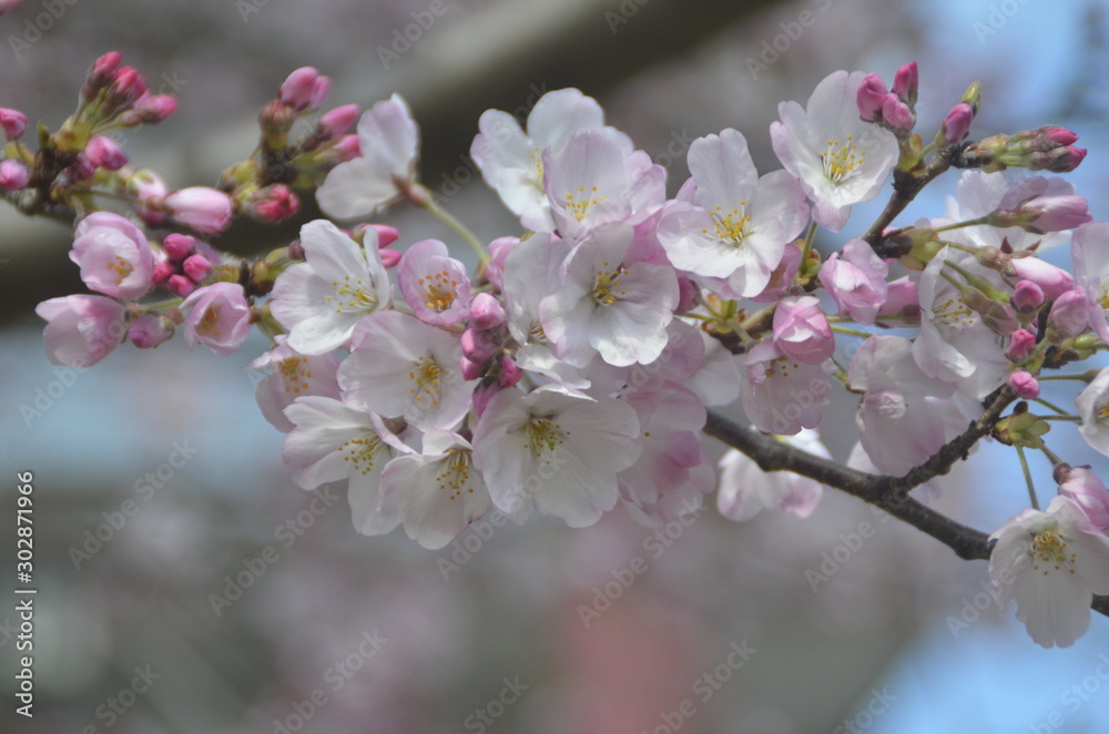 桜 桜