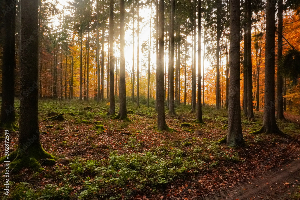Fototapeta premium Wald im Herbst
