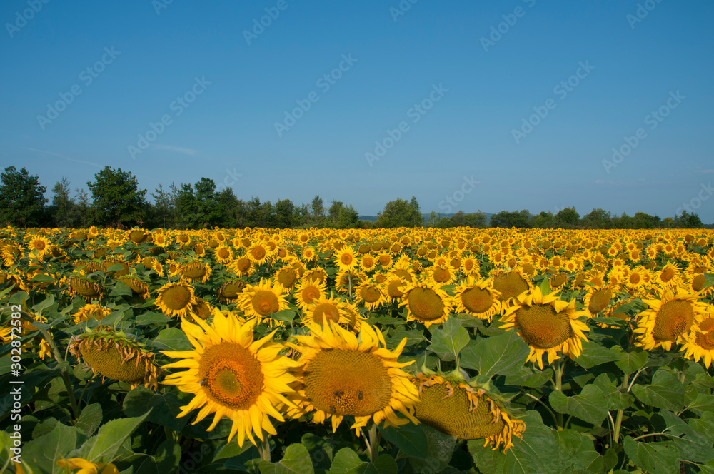Obraz premium orange sunflowers on a background of blue sky