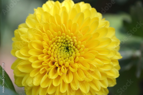 Flower in the garden in Japan