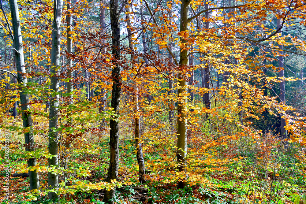 Obraz premium Beautiful autumn colors in the forest