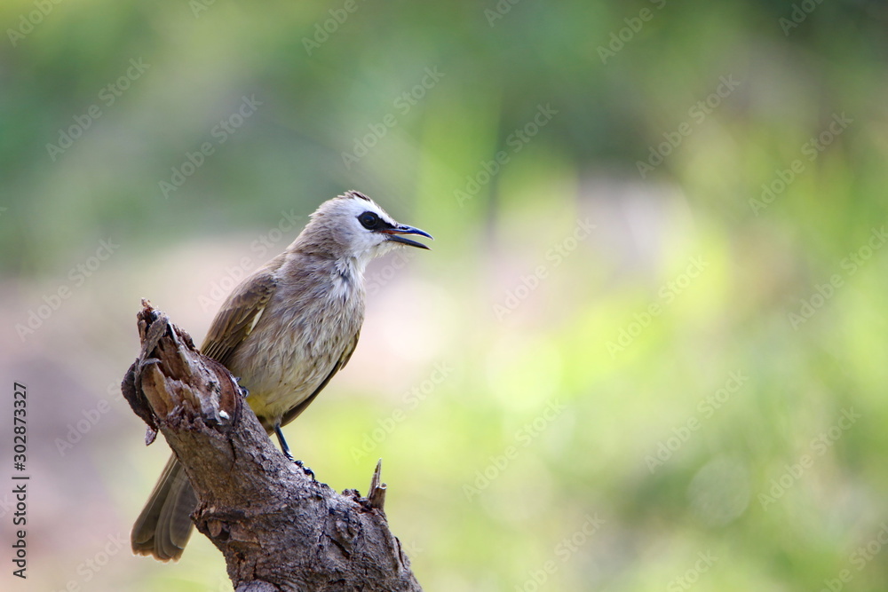 Fototapeta premium bird on a branch