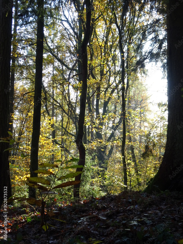 Wanderung durch den Herbstwald zur Burg Montclair Wanderung durch den Herbstwald zur Burg Montclair
