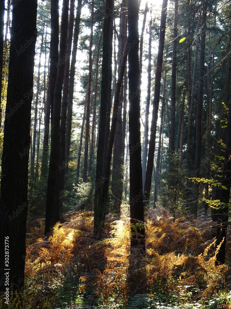 Obraz premium Wanderung durch den Herbstwald zur Burg Montclair