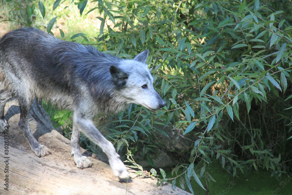 Fototapeta premium Loup dans les lentilles